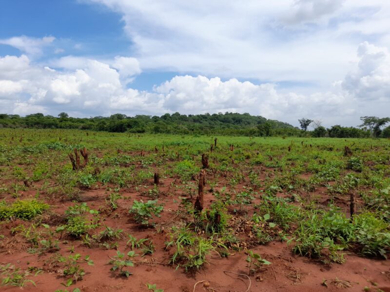 deforestazione per cucinare Tanzania Progetto Clean Cooking to Combat Climate Change