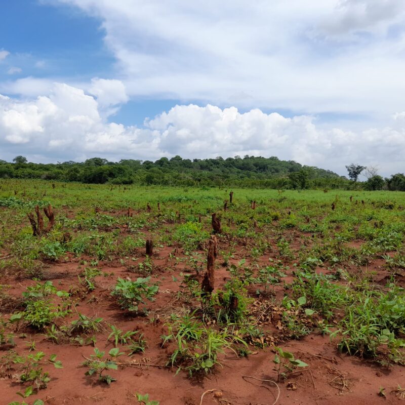 deforestazione per cucinare Tanzania Progetto Clean Cooking to Combat Climate Change