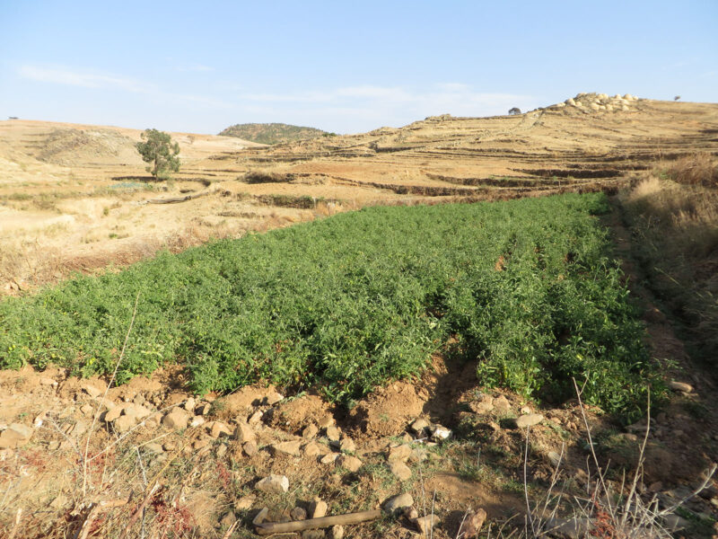 Improvement of rural life quality Eritrea